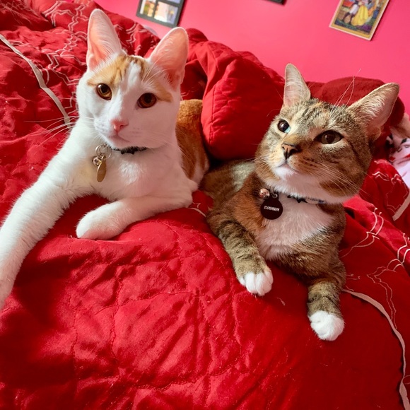 Meet your Posher, Alexis - Picture 5 of 8